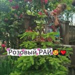 Розовый Рай - время маленьких чудес