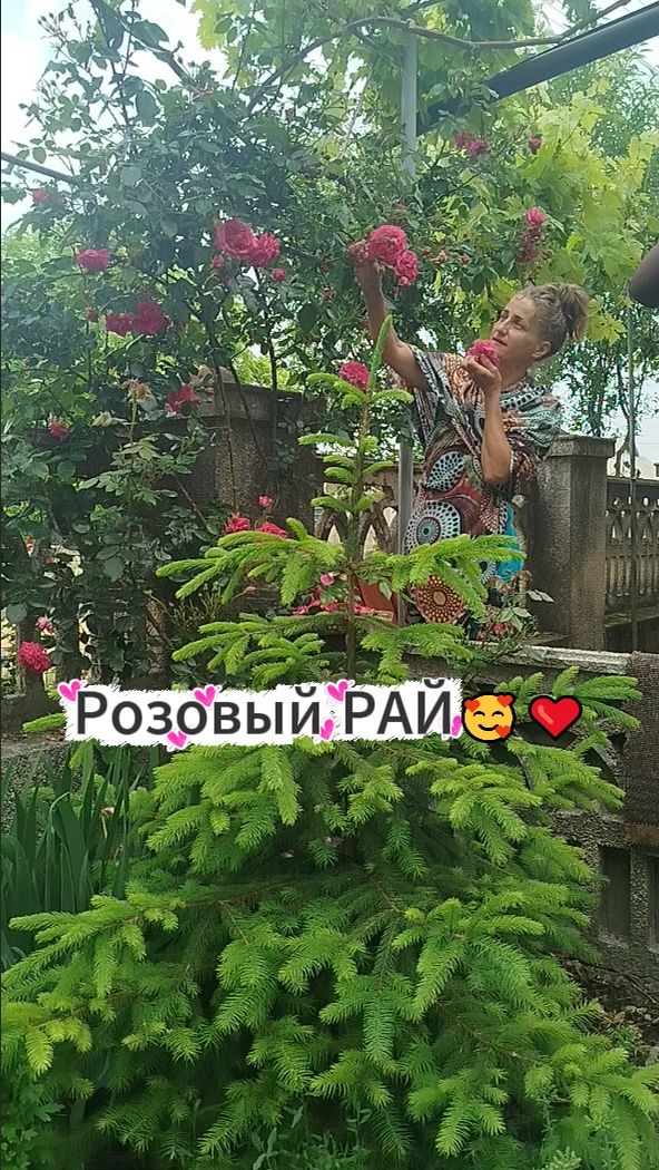 Розовый рай - время маленьких чудес