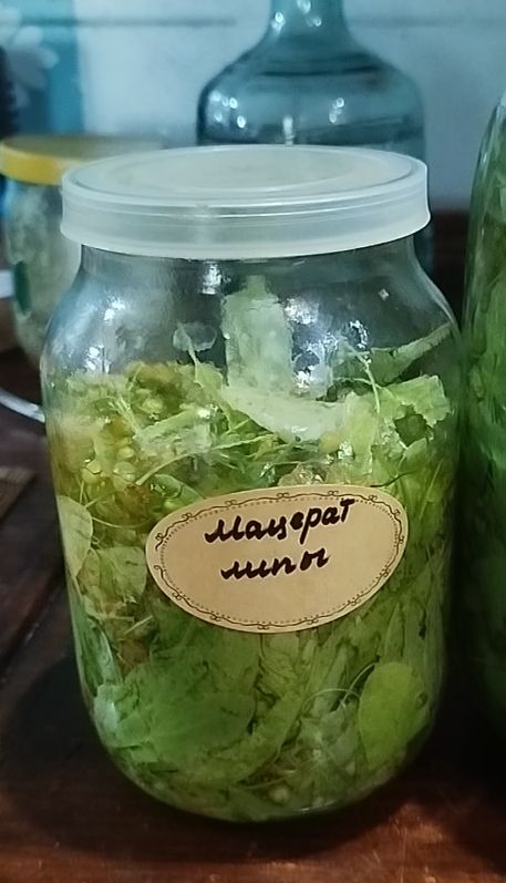 Мацерат липы